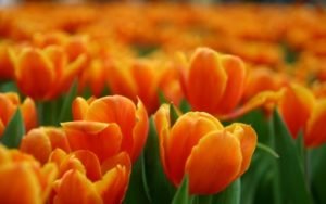 OLANDA_TULIPANI