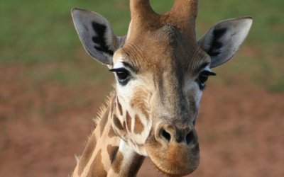 AFRICA_GIRAFFA
