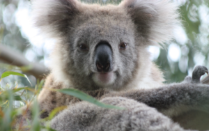 1 AUSTRALIA