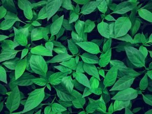 Generali Investments green bond